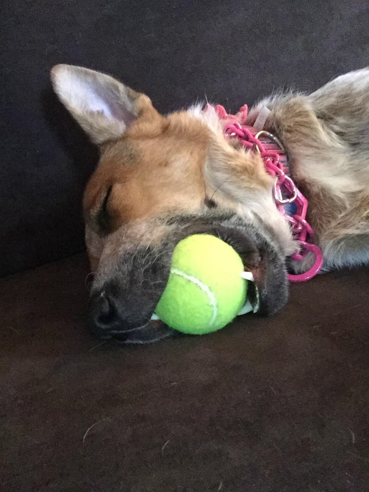 cane con pallina da tennis