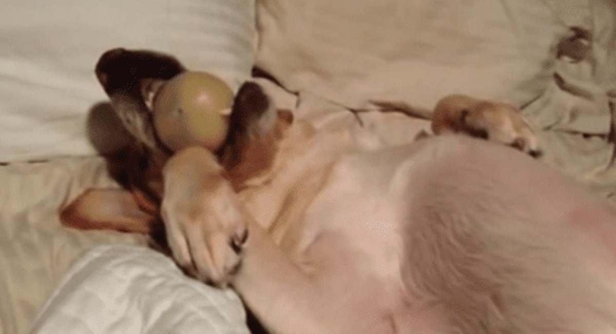 cane dorme con pallina bianca