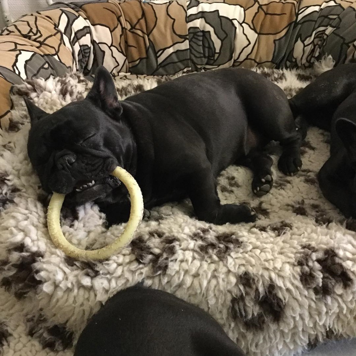 cane dorme con anello giocattolo