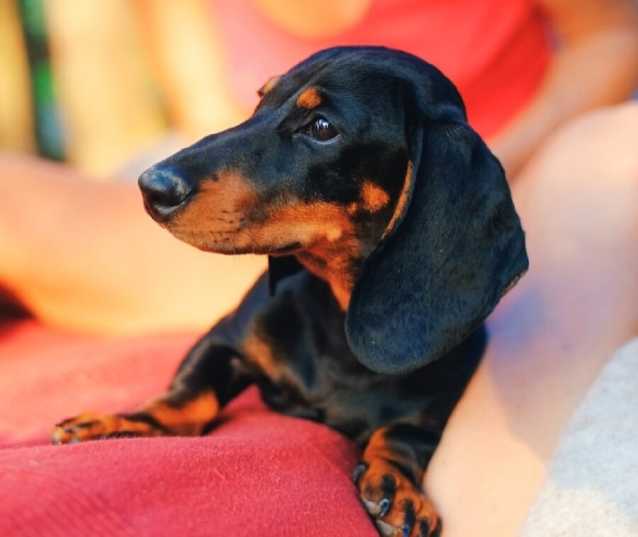 cagnolina zohra seduta vicino mamma