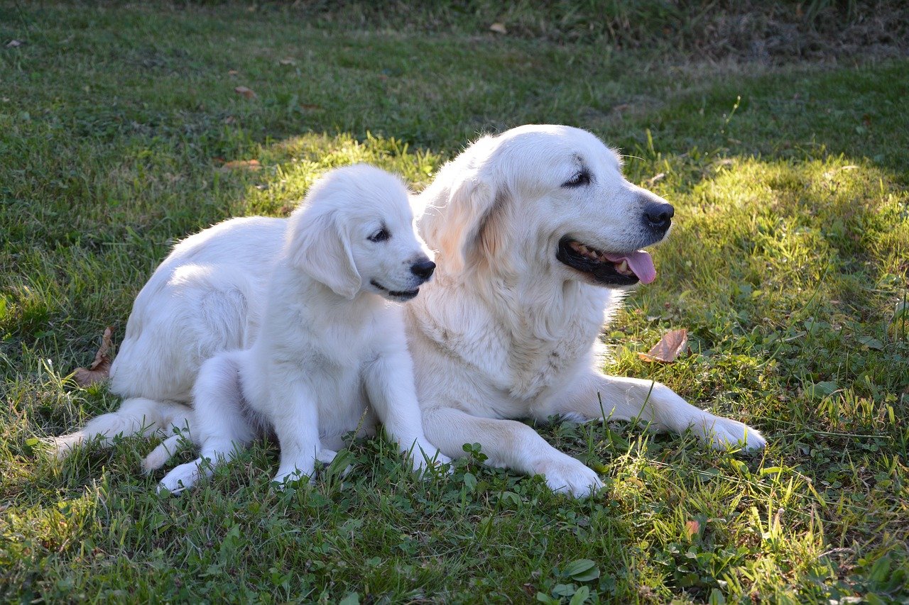 cucciolo di cane con la mamma