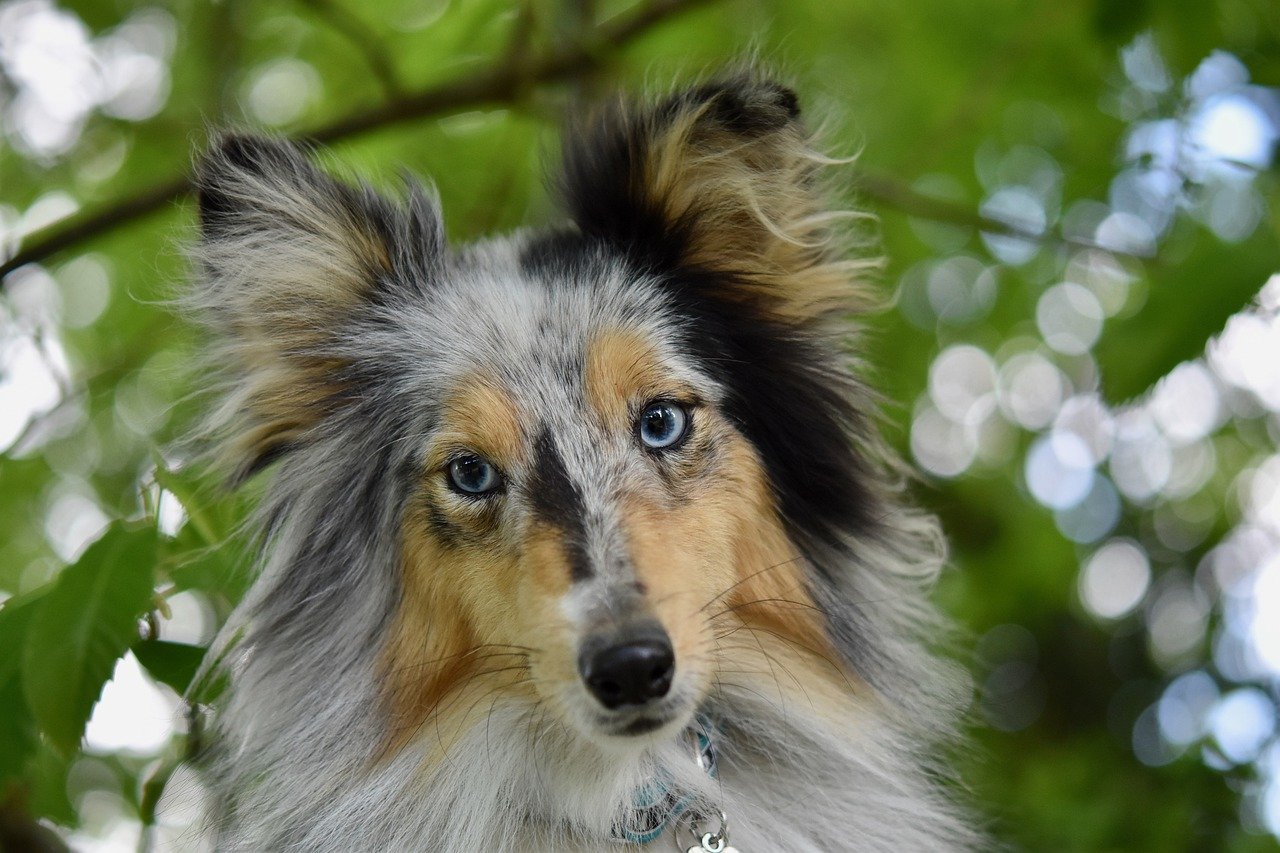 cane colorato