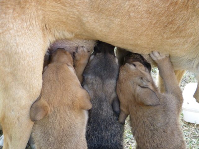 A cosa servono davvero i capezzoli del cane?