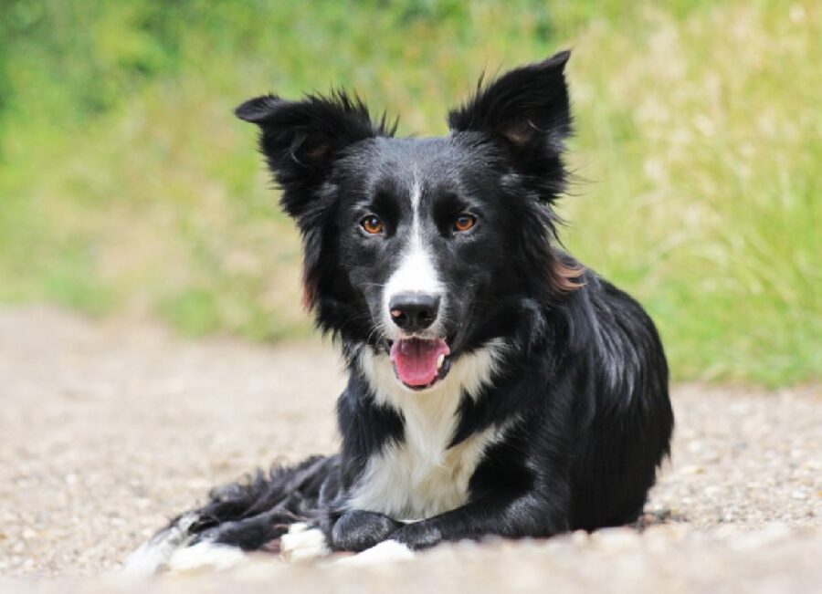 cane border collie lungo strada