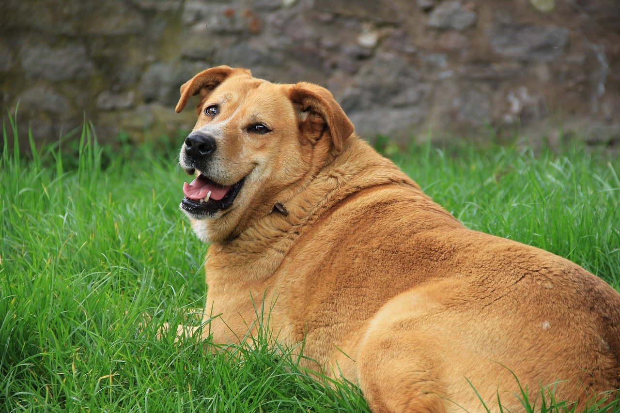 cane molto grasso