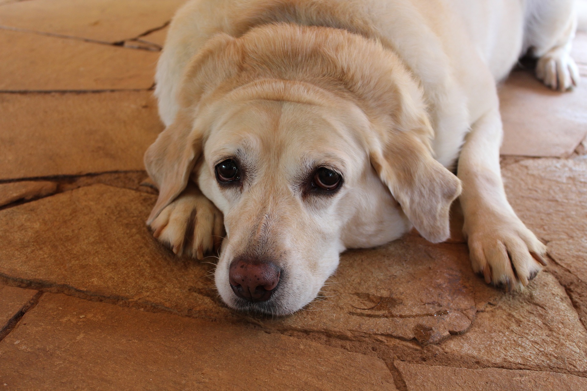 labrador sovrappeso