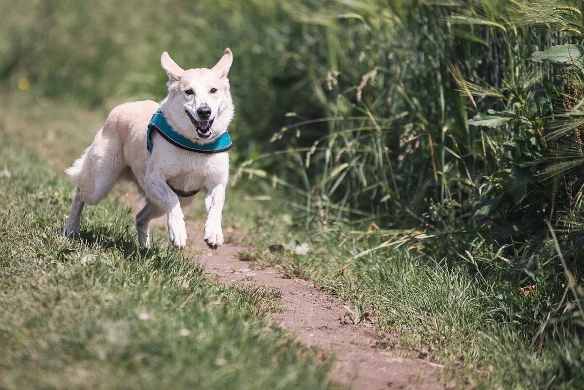 cane che corre