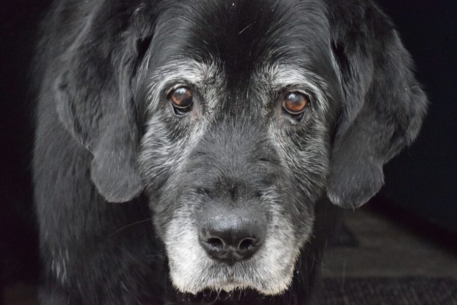 cane anziano di colore nero