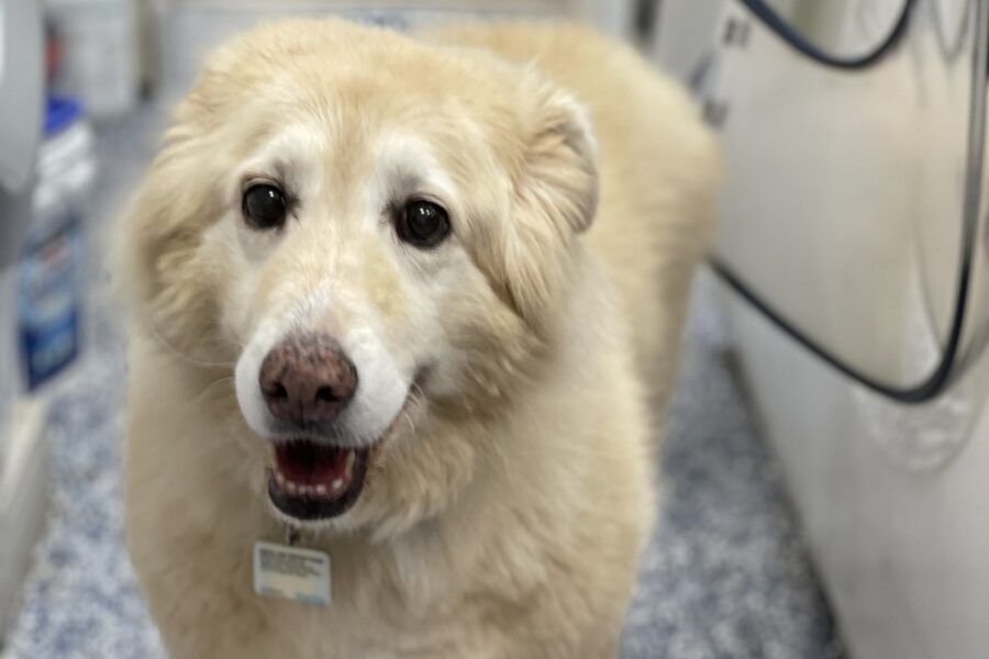 cane anziano in ospedale