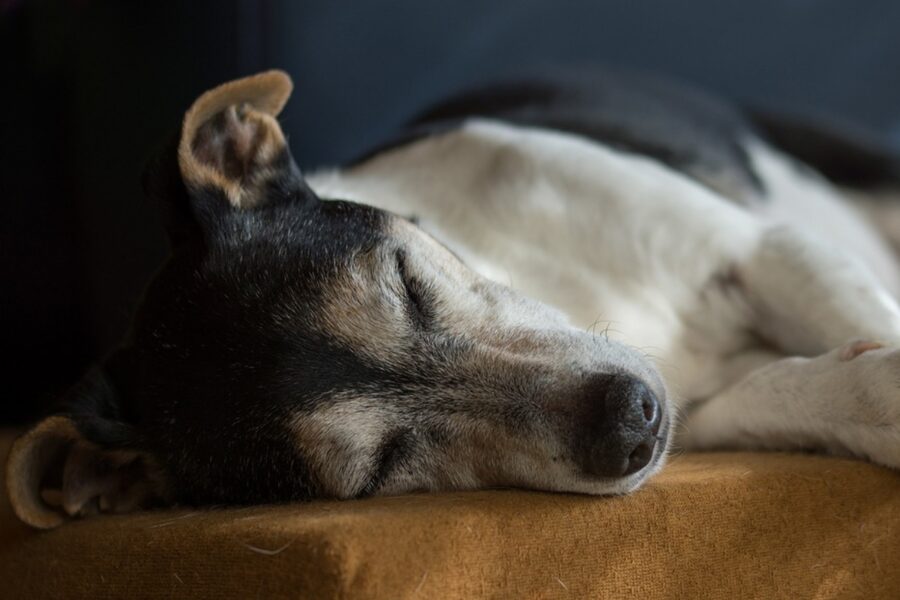 cane che dorme su un fianco