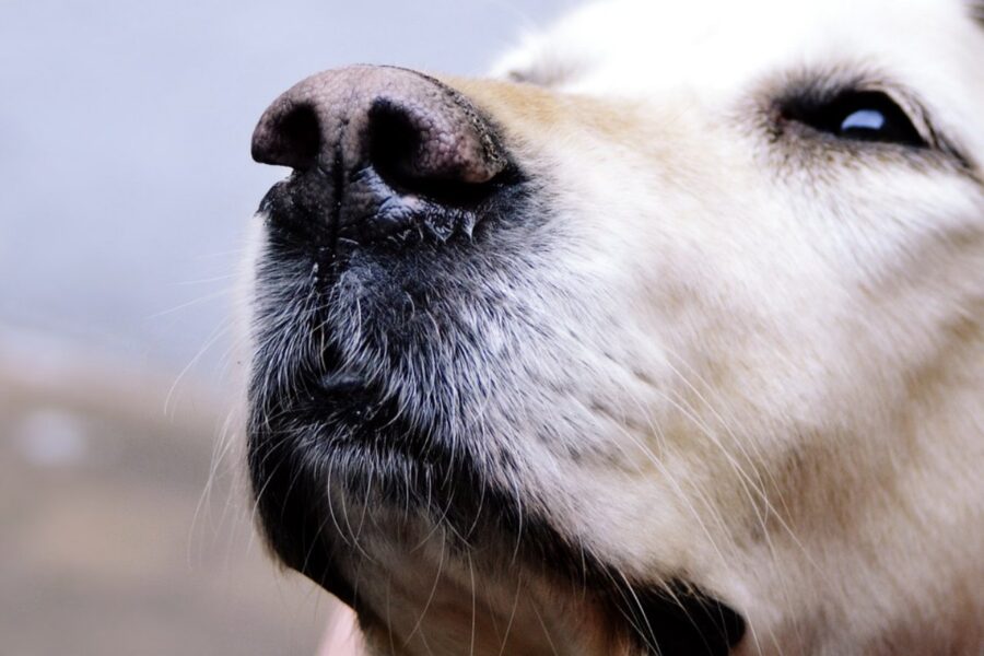 muso del labrador