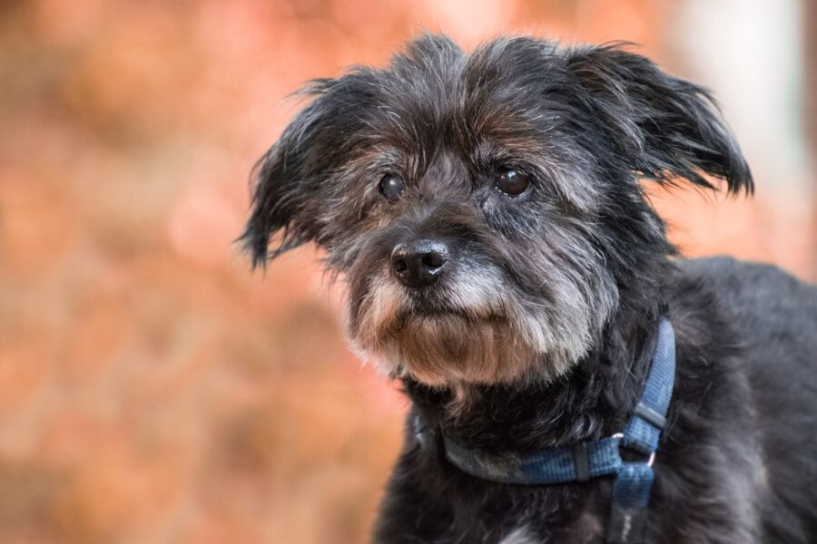 cane anziano di taglia piccola