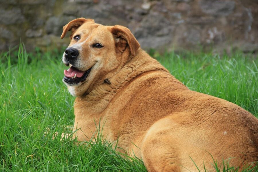 cane grasso sul prato
