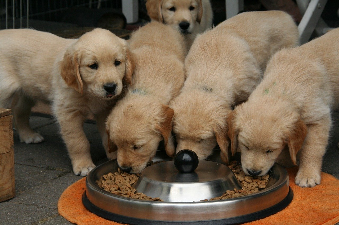 cuccioli golden mangiano insieme