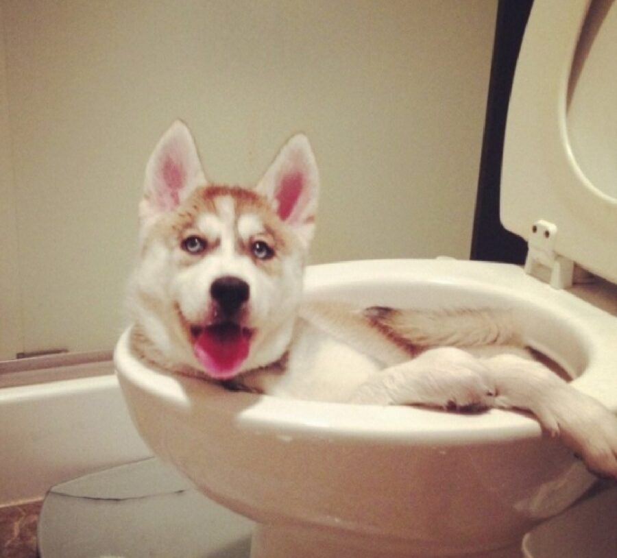 cane dentro wc pensava doccia