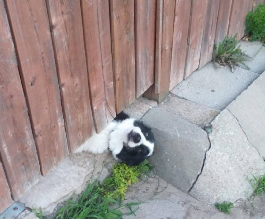 cane si sporge oltre recinzione