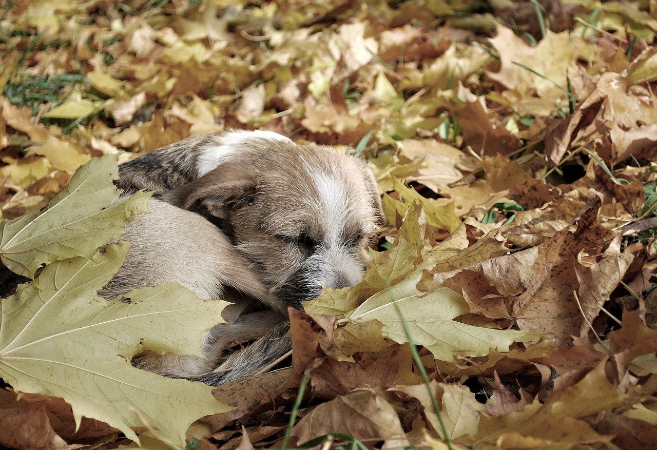 cane dorme sul prato