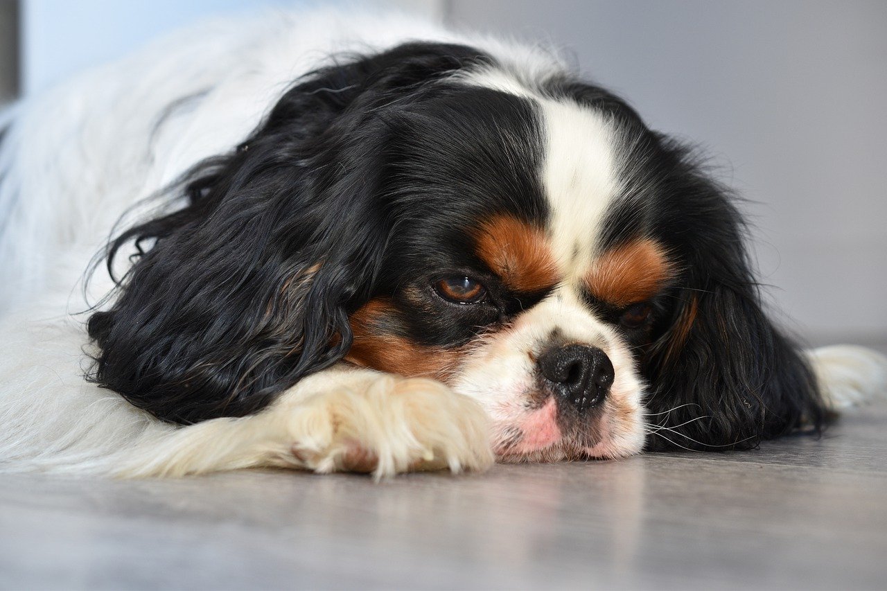 cane muso giù di morale