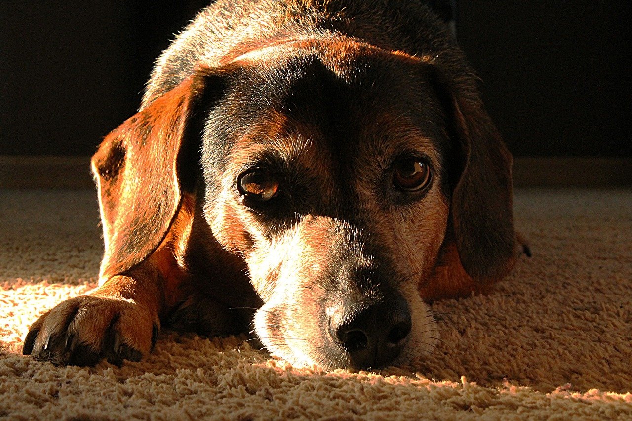 cagnolino occhi teneri