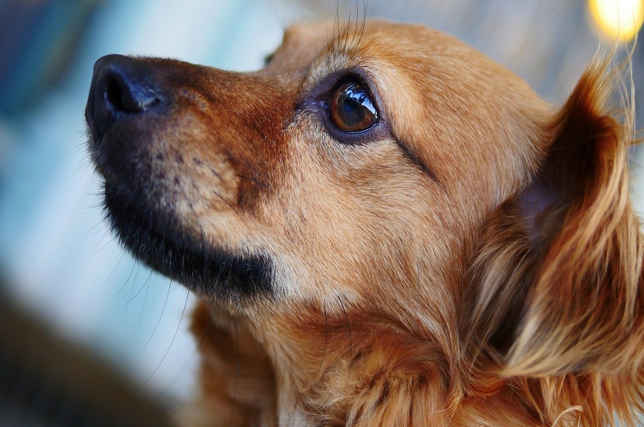 cagnolino dolce