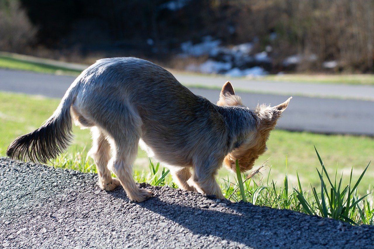 cane e filo d'erba stuzzicante