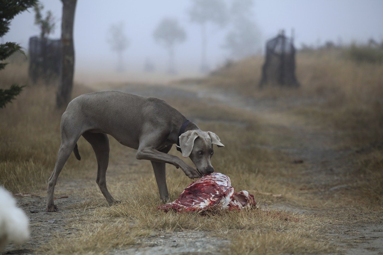 cane mangi residui di carcasse