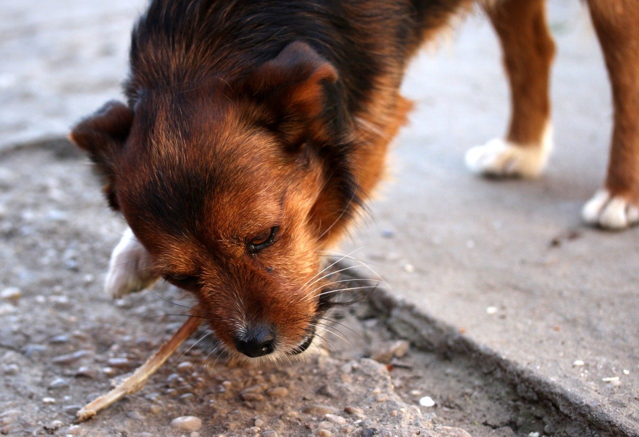 cane mangia quello che trova