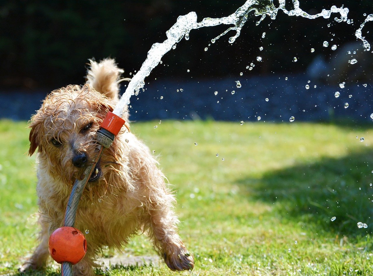 cane gioca con acqua
