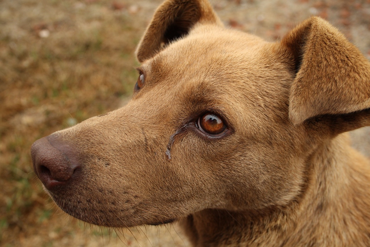 cane occhi belli