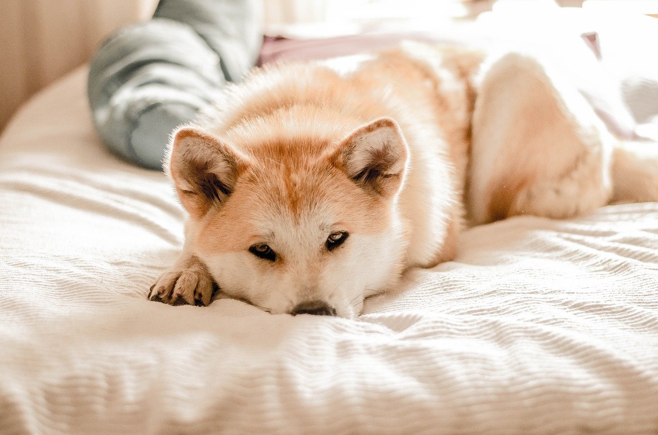 cane si riposa sul letto