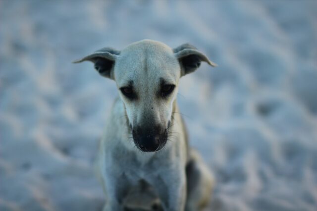 Cucciolo di cane e parassiti estivi: cosa sapere