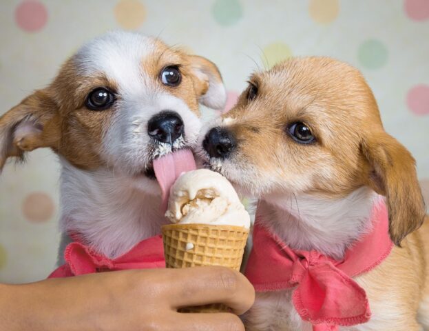 cuccioli di cane mangiano il gelato