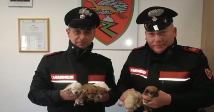 Militari con cagnolini salvati