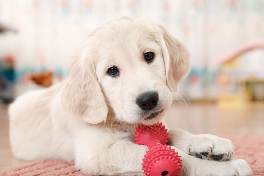 cucciolo di cane butta i giochi nella ciotola dell'acqua