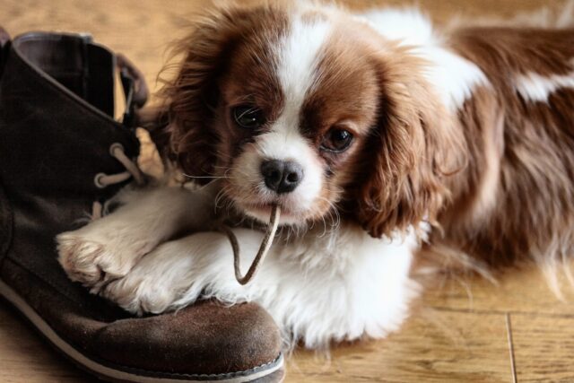 Cucciolo di cane e ospiti in casa: come evitare che diventi molesto?