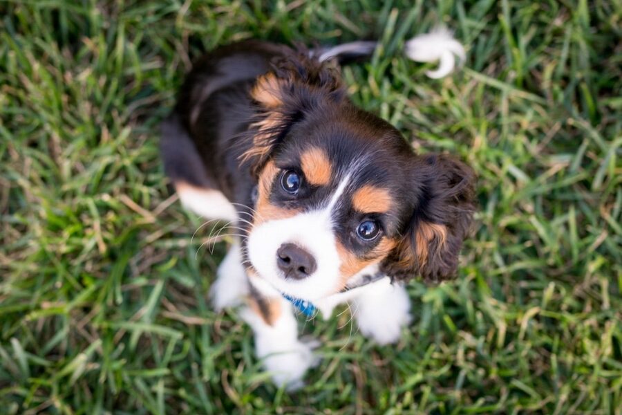 cucciolo di cane sull'erba