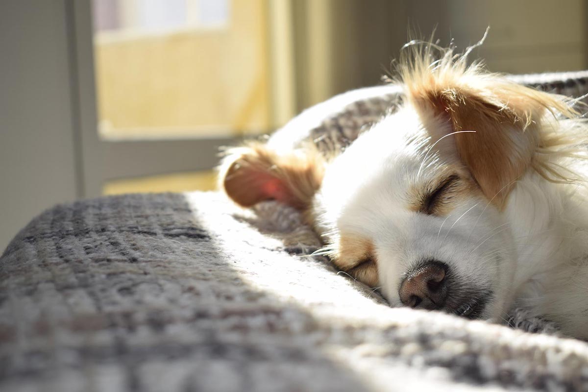 cucciolo di cane dorme al sole