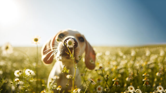 Perché il cucciolo di cane sembra più energico in primavera?