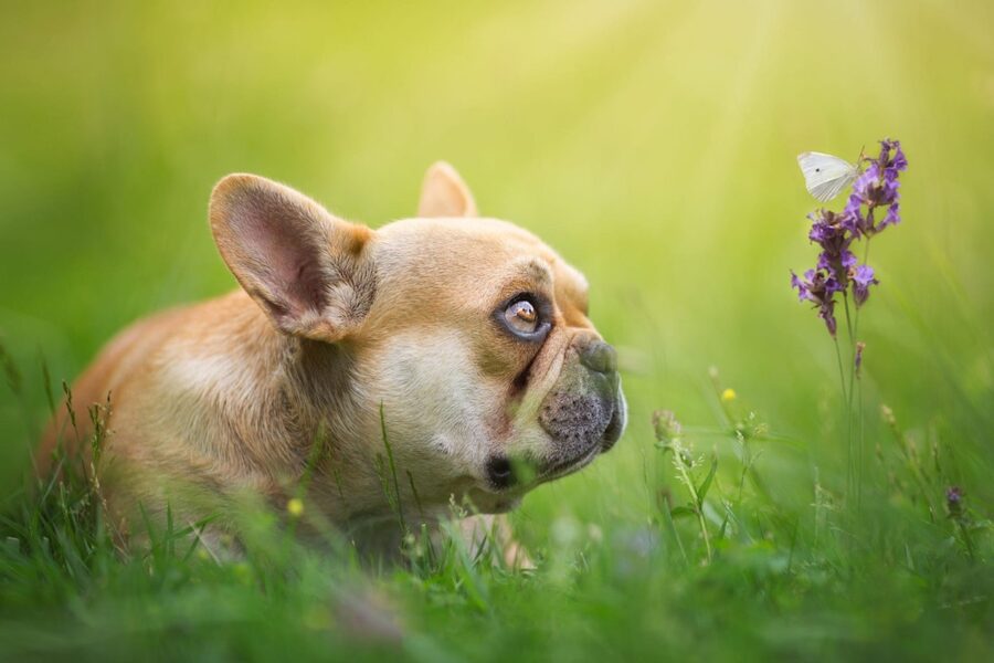 cucciolo di bulldog guarda una farfalla