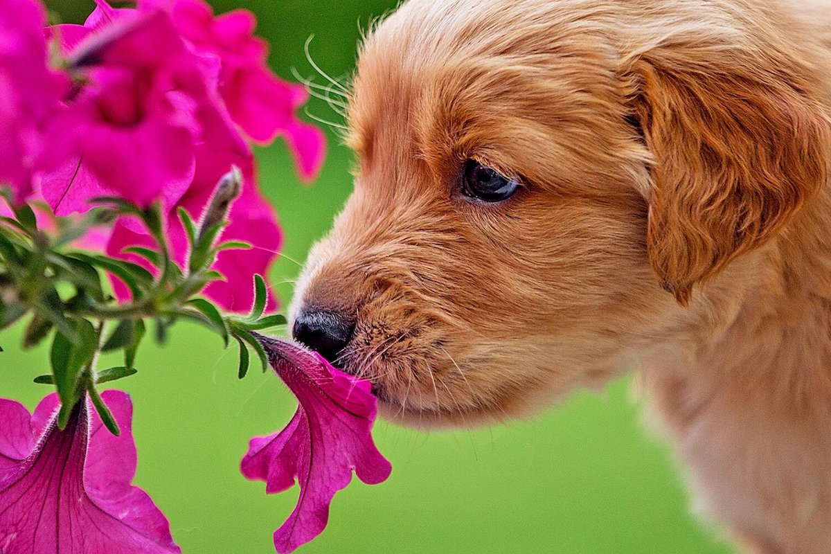 cucciolo di cane annusa un fiore rosa