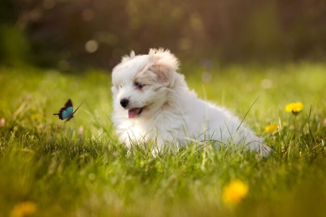 Cucciolo di cane insegue le farfalle: rischia di mangiarle? Che fare?