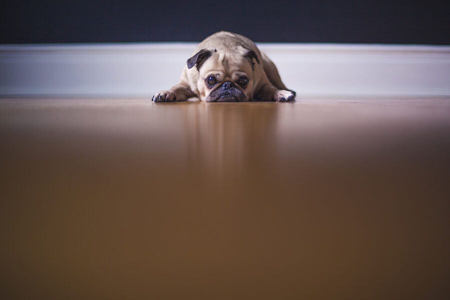 cucciolo di cane insegue le farfalle