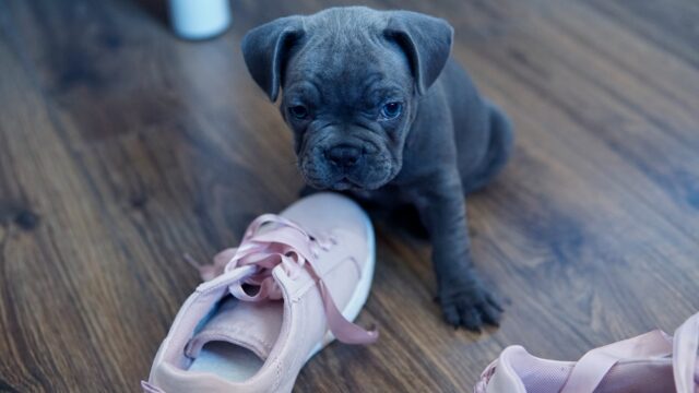 Cucciolo di cane non smette di rubare le scarpe: cosa si può fare?