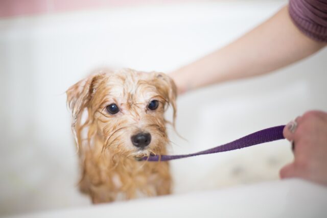 Il cucciolo di cane può fare un bagno freddo?