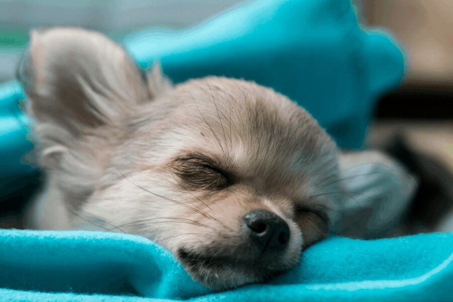 cucciolo di cane che dorme