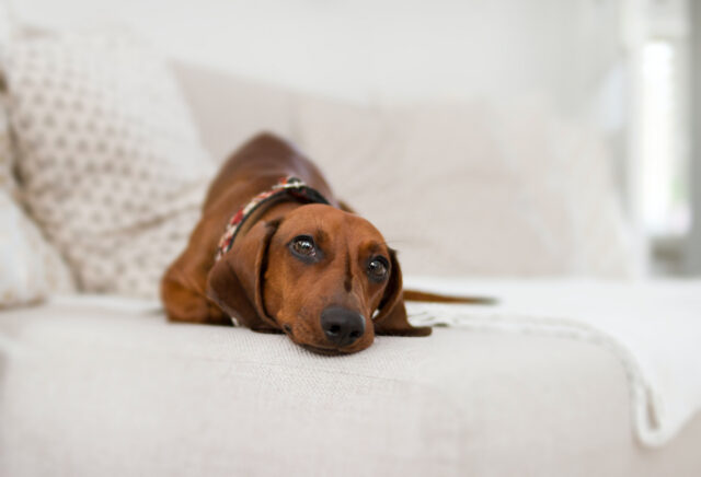 Cucciolo di cane sale sul letto durante la notte, perché lo fa e come evitarlo