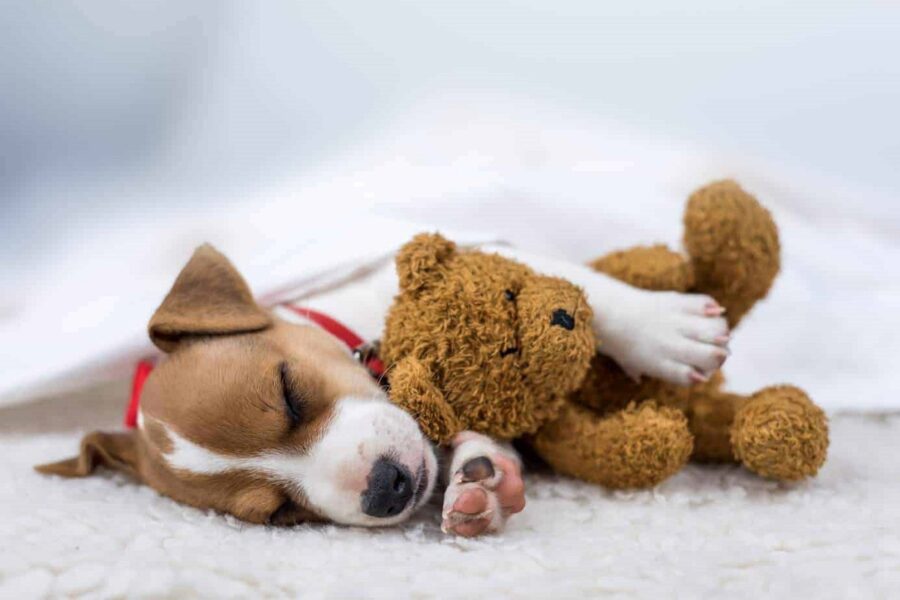 cucciolo di cane con pupazzo di peluche