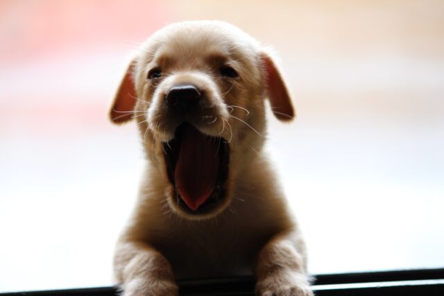 Cucciolo di cane salta addosso a tutti: cosa fare?