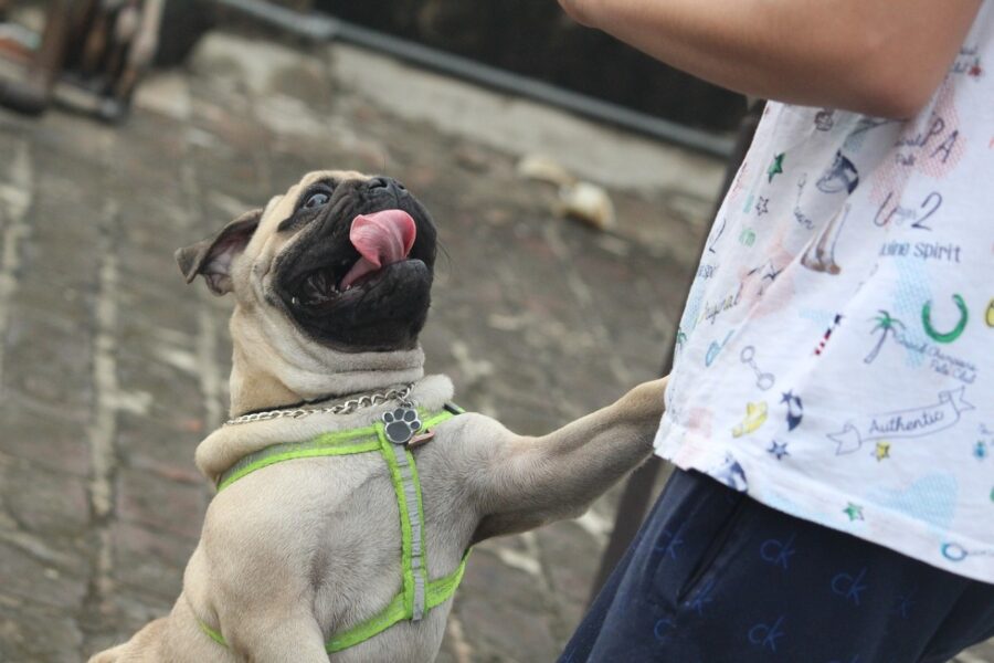 cagnolino che salta sulle gambe