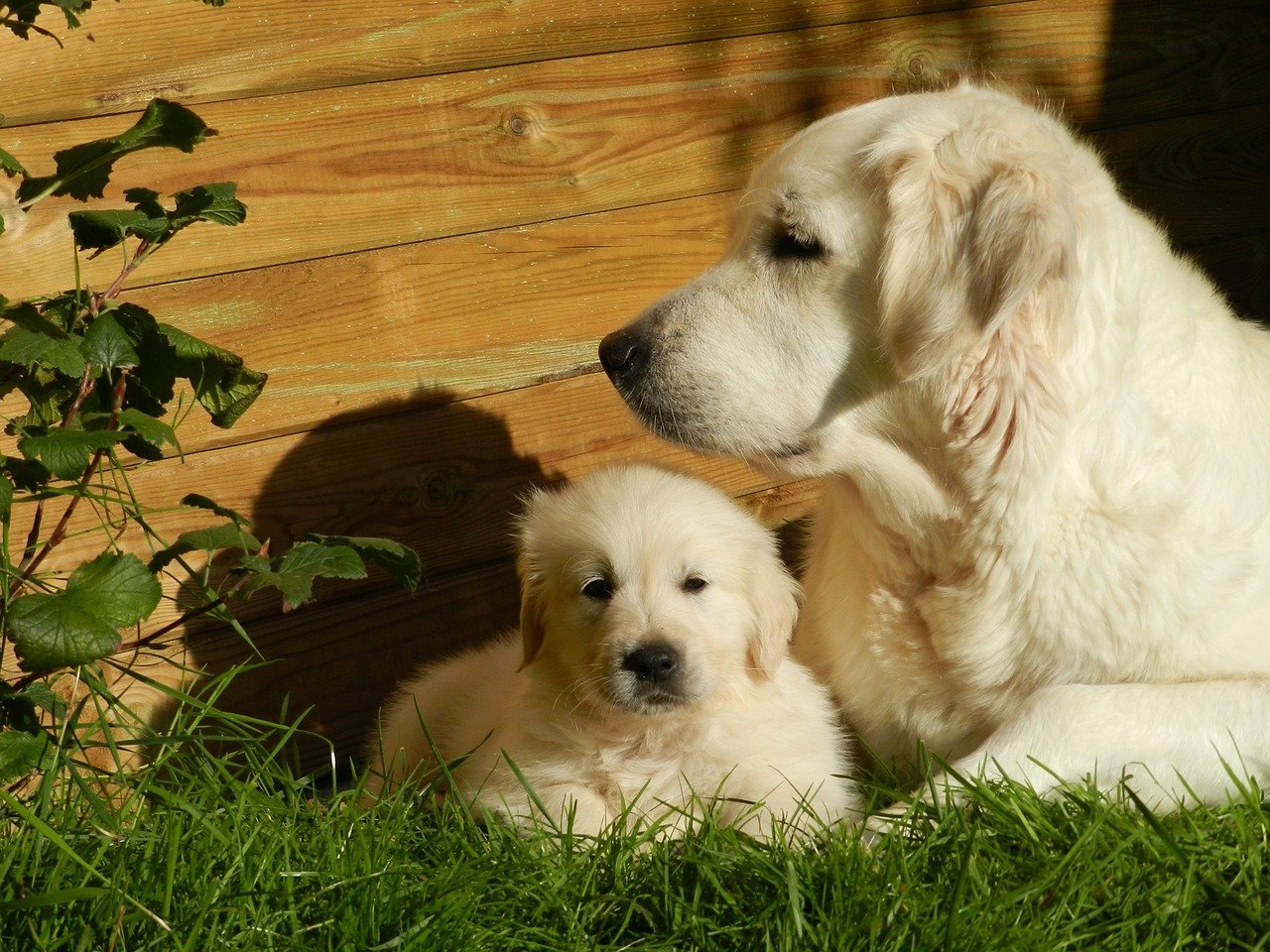 famiglia di cani